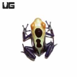 Cobalt Blue Tinctorius Dart Frogs (Dendrobates tinctorious) For Sale - Underground Reptiles
