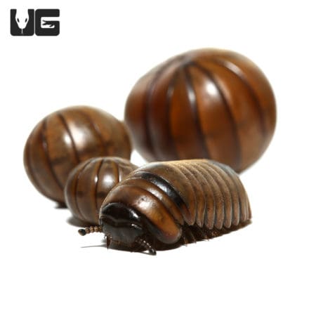Giant Cookies and Cream Pill Millipede in natural brown coloration.
