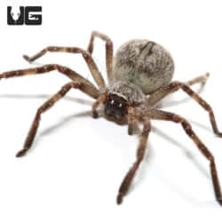 Giant Crab Spider (Olios giganteus) For Sale - Underground Reptiles