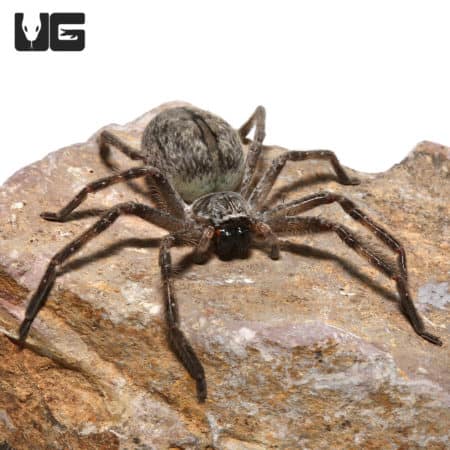 Giant Crab Spider (Olios giganteus) For Sale - Underground Reptiles