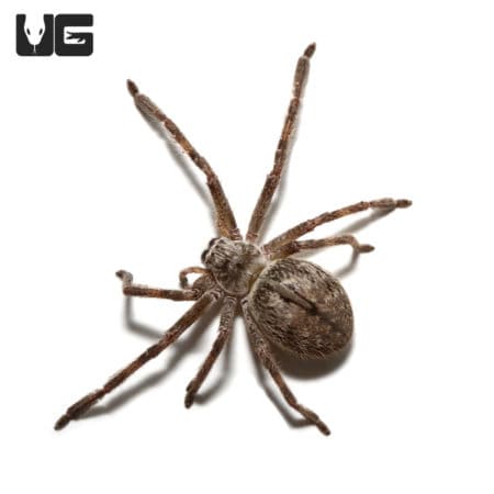 Giant Crab Spider (Olios giganteus) For Sale - Underground Reptiles