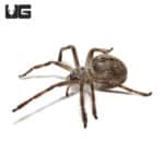 Giant Crab Spider (Olios giganteus) For Sale - Underground Reptiles