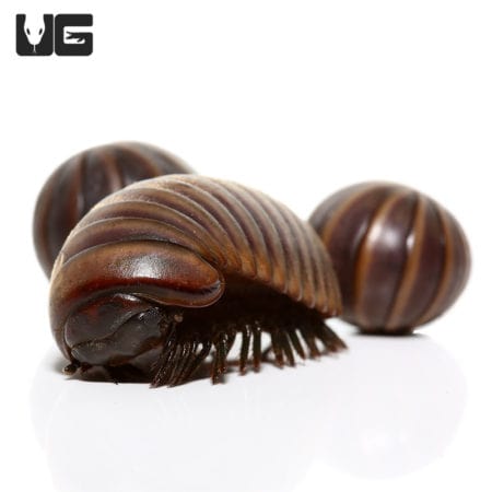 Giant Gun Metal Pill Millipede, a large armored millipede species from Underground Reptiles.