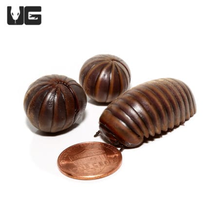 Giant Gun Metal Pill Millipede with a penny for size comparison, showcasing its large, shiny, segmen.