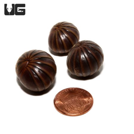 Giant Gun Metal Pill Millipede with a penny for size comparison. Unique, shiny, dark brown exoskelet.