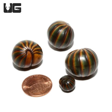 Giant Lemon-Lime Pill Millipede with vibrant green and orange coloration, shown alongside a penny fo.