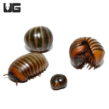 Giant Lemon-Lime Pill Millipede with vibrant green and yellow coloration, showcasing its unique armo.