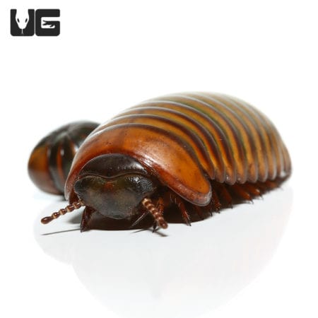 Giant Lemon-Lime Pill Millipede, a colorful exotic invertebrate from Underground Reptiles.