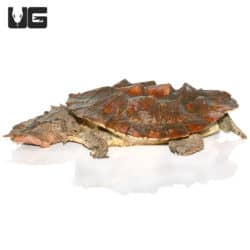 Mata Mata Turtles (Chelus fimbriata) For Sale - Underground Reptiles