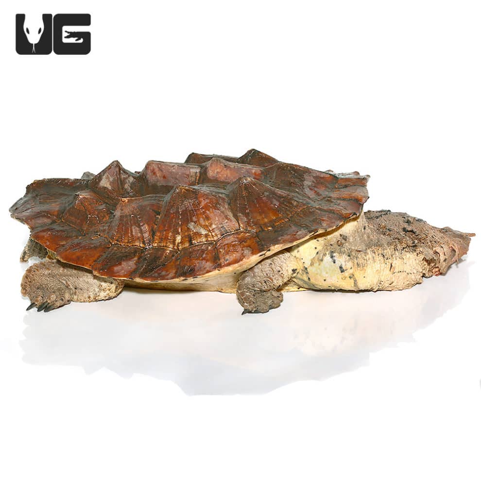 Mata Mata Turtles For Sale - Underground Reptiles