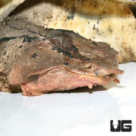 Mata Mata Turtles (Chelus fimbriata) For Sale - Underground Reptiles