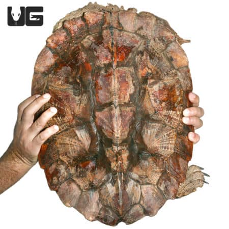 Mata Mata Turtles (Chelus fimbriata) For Sale - Underground Reptiles