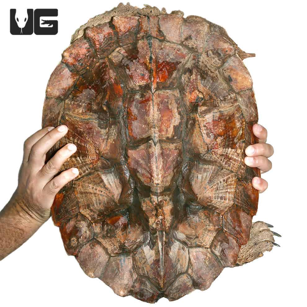 Mata Mata Turtles For Sale Underground Reptiles