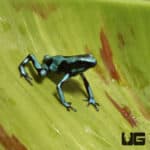 Green And Black Auratus Dart Frog (Dendrobates auratus) For Sale - Underground Reptiles