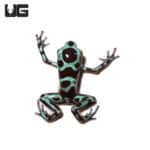 Green And Bronze Auratus Dart Frogs(Dendrobates auratus) FoGreen And Bronze Auratus Dart Frogs(Dendrobates auratus) For Sale - Underground Reptilesr Sale - Underground Reptiles