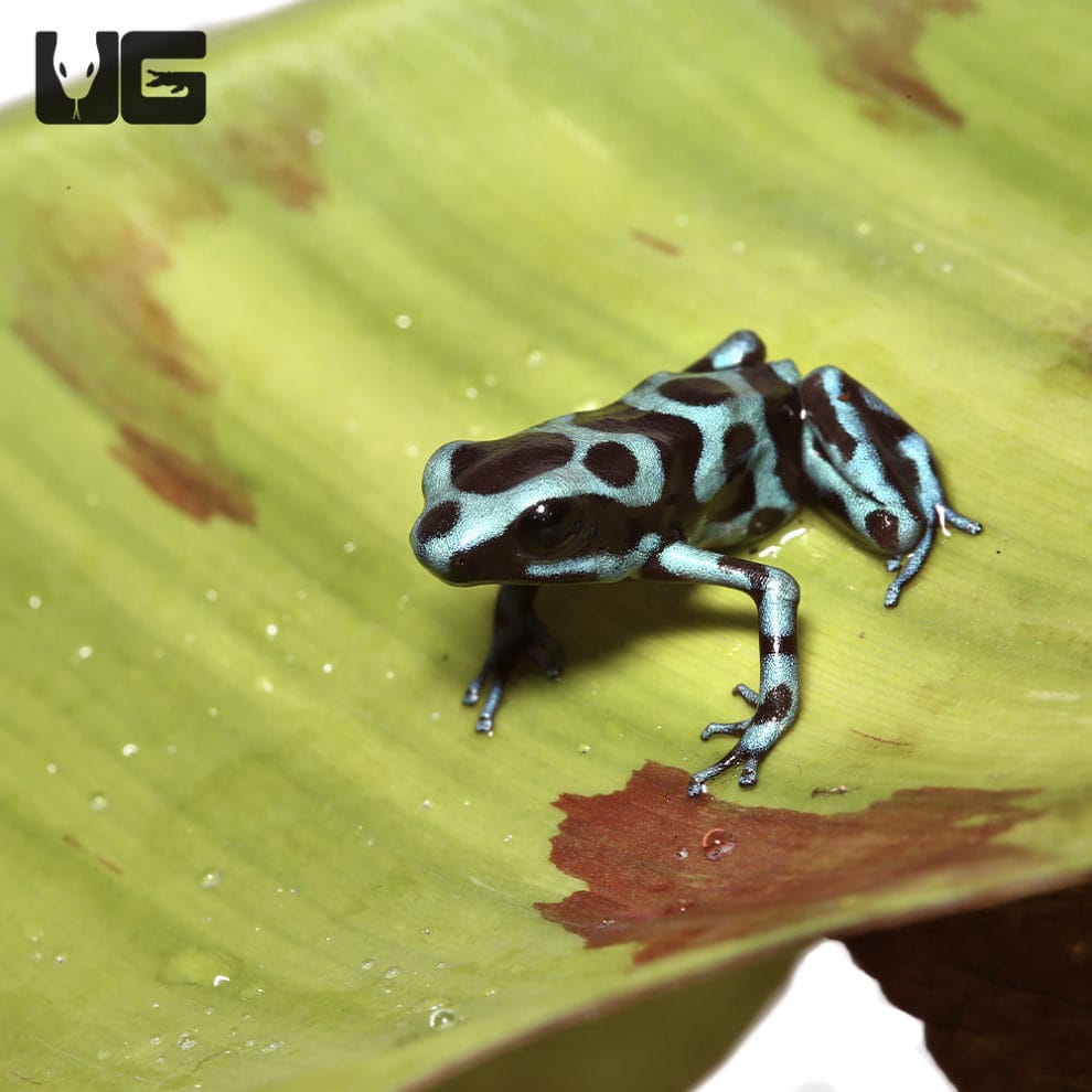 Dart Frogs and Mantellas For Sale Underground Reptiles