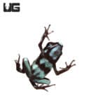 Green And Bronze Auratus Dart Frogs(Dendrobates auratus) For Sale - Underground Reptiles