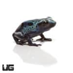 Green Sipaliwini Dart Frogs (Dendrobates tinctorious) For Sale - Underground Reptiles