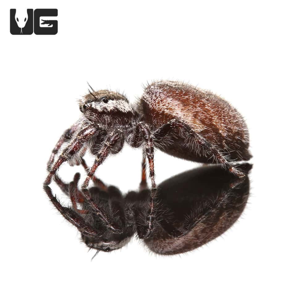 Adult Regal Jumping Spiders For Sale - Underground Reptiles