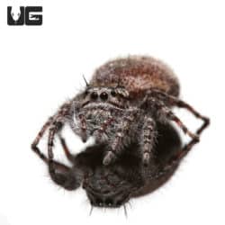 Grey Banded Jumping Spider (phidippus asotus) For Sale - Underground Reptiles