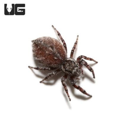 Grey Banded Jumping Spider (phidippus asotus) For Sale - Underground Reptiles