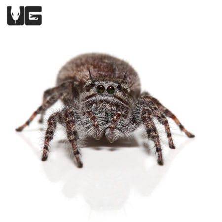Grey Banded Jumping Spider (phidippus asotus) For Sale - Underground Reptiles