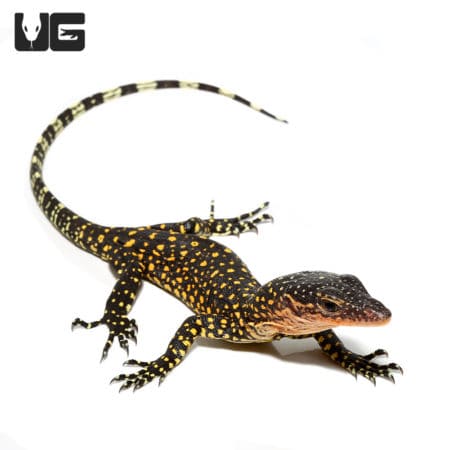 Baby Russell Island Mangrove Monitors (Varanus indicus) For Sale - Underground Reptiles