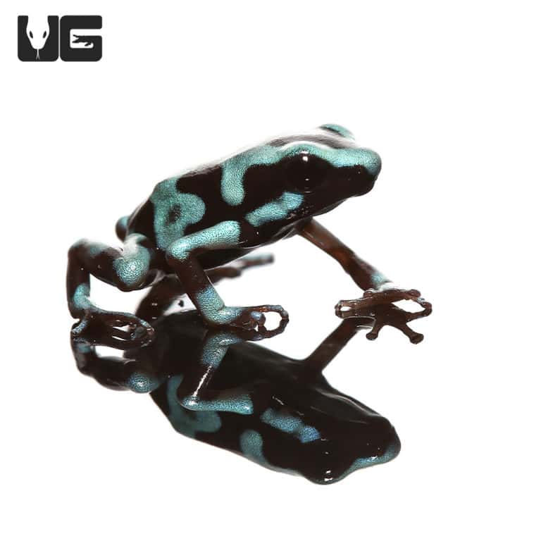 Highland Bronze Auratus Dart Frogs (Dendrobates auratus) For Sale