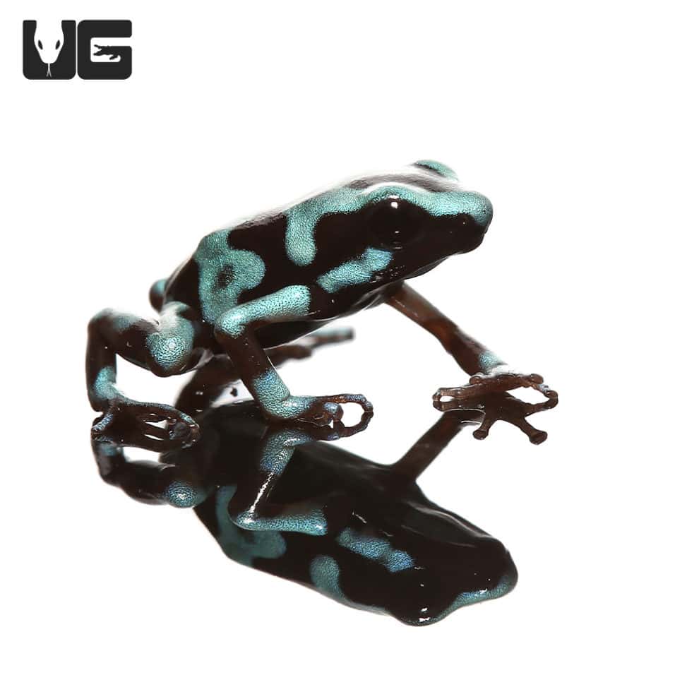 Highland Bronze Auratus Dart Frogs (Dendrobates auratus) For Sale
