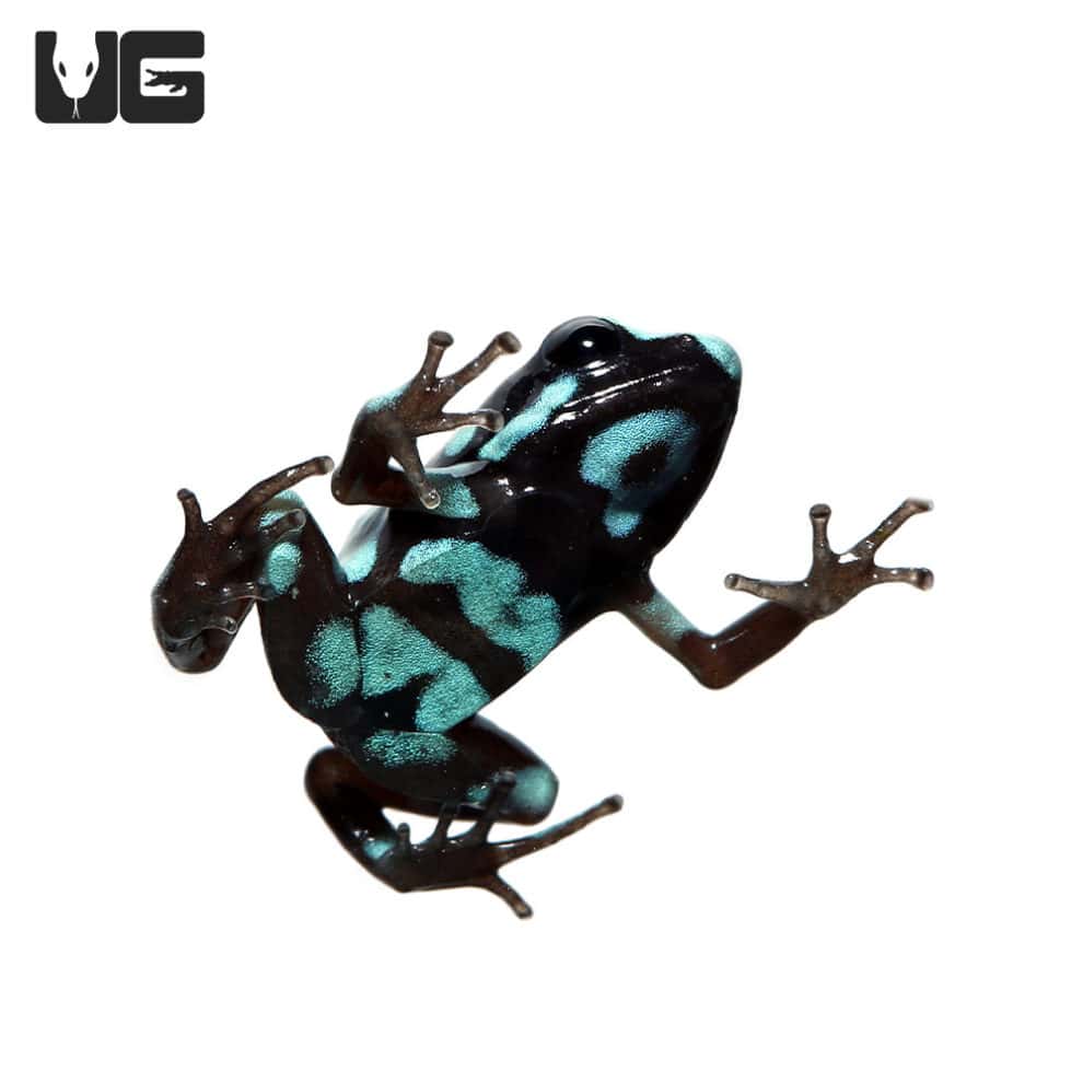 Highland Bronze Auratus Dart Frogs (Dendrobates auratus) For Sale