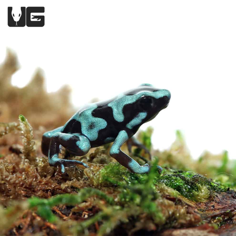 Highland Bronze Auratus Dart Frogs (Dendrobates auratus) For Sale