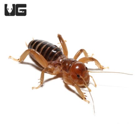 Jeruselem Cricket (Ammopelmatus navajo) For Sale - Underground Reptiles