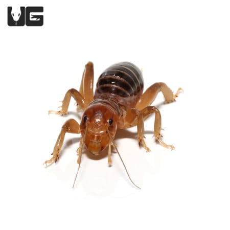 Jeruselem Cricket (Ammopelmatus navajo) For Sale - Underground Reptiles