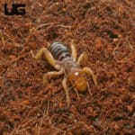 Jeruselem Cricket (Ammopelmatus navajo) For Sale - Underground Reptiles