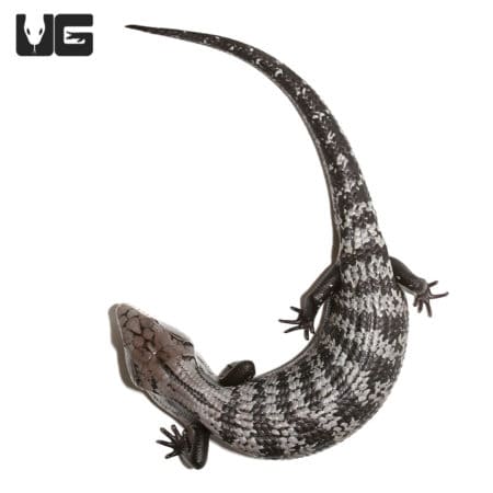 Juvenile Axanthic Halmahera Blue Tongue Skinks (Tiliqua gigas) For Sale - Underground Reptile