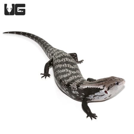 Juvenile Axanthic Halmahera Blue Tongue Skinks (Tiliqua gigas) For Sale - Underground Reptile