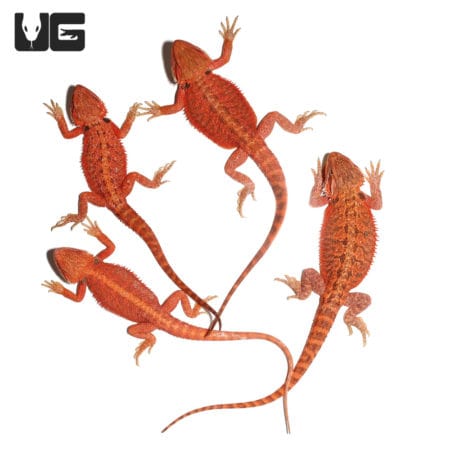 Bright orange and red Inferno Bearded Dragon showcasing vivid colors and unique patterning.