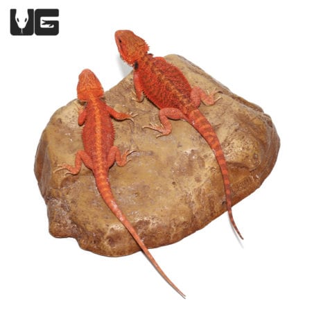 Bright orange and red Inferno Bearded Dragons basking on a rock.