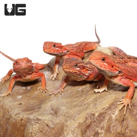 Group of vibrant red Inferno Bearded Dragons on rock surface.