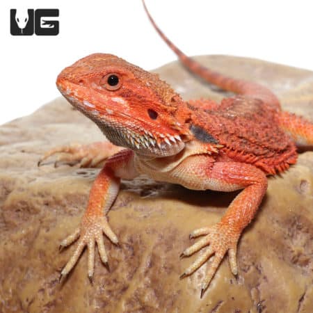 Vivid orange and red Inferno Bearded Dragon basking on a rock. Perfect for reptile enthusiasts and p.