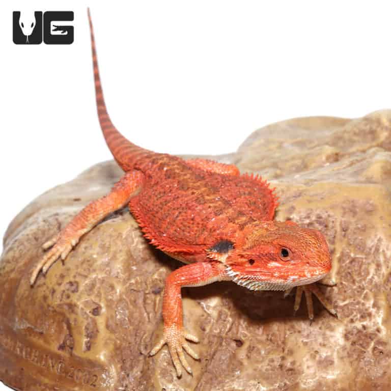 Baby Inferno Bearded Dragons (Pogona vitticeps) For Sale - Underground