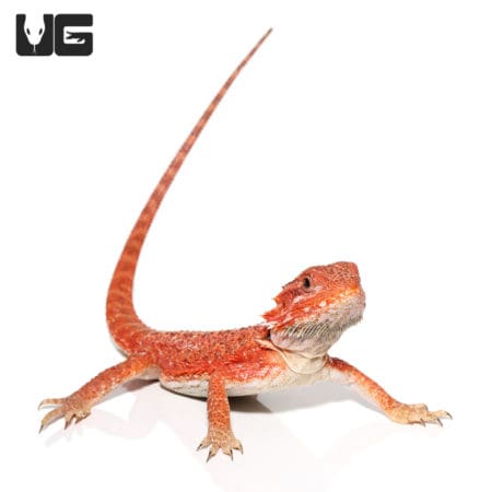 Bearded Dragon with vibrant orange coloration, showcasing its striking appearance.