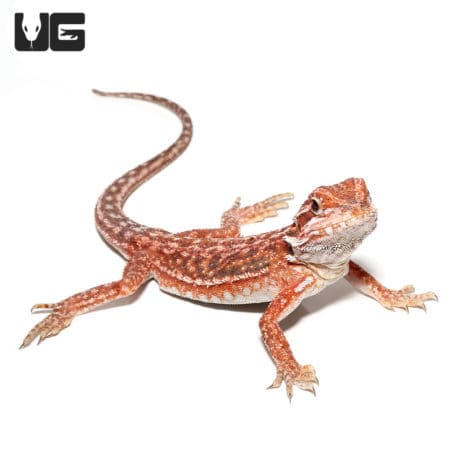 Bearded Dragon, Inferno Dunner, reptile, lizard, exotic pet, 9-11 inch.