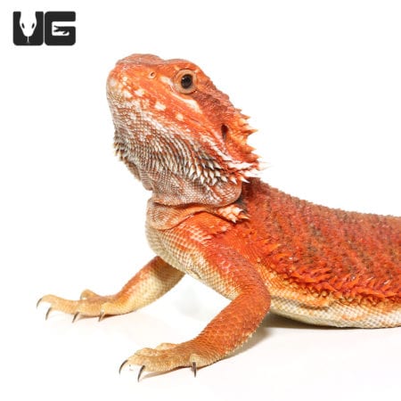 Adult Bearded Dragon with Inferno Dunner and Blue Bar coloration.