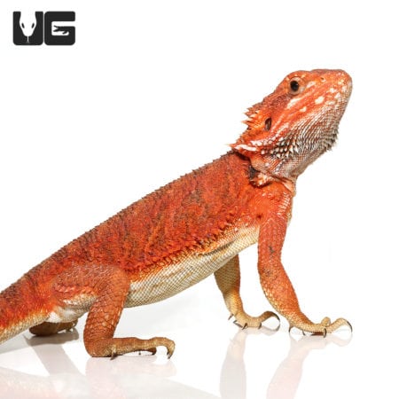 Juvenile Inferno Dunner Blue Bar Bearded Dragon #1 (Pogona vitticeps) for sale - Underground Reptiles