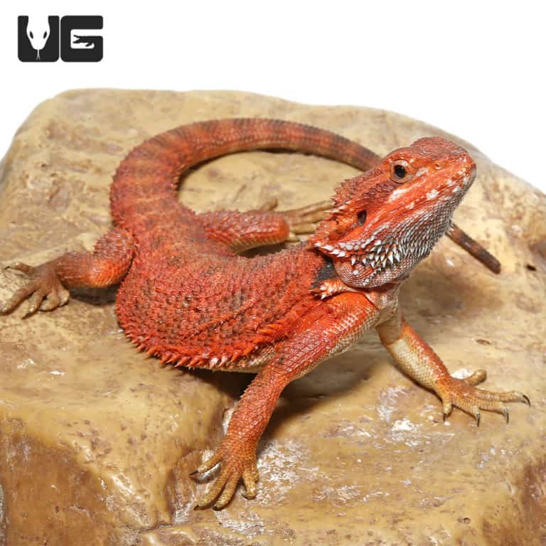 Baby Inferno Dunner Bearded Dragons for sale - Underground Reptiles