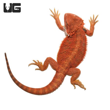 Adult Bearded Dragon with Blue and Orange Colors.