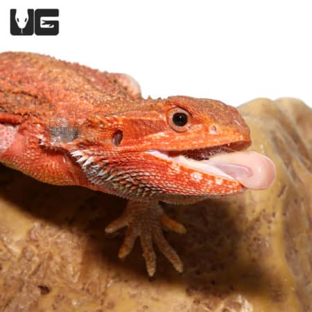 Juvenile Inferno Dunner Blue Bar Bearded Dragon #1 (Pogona vitticeps) for sale - Underground Reptiles