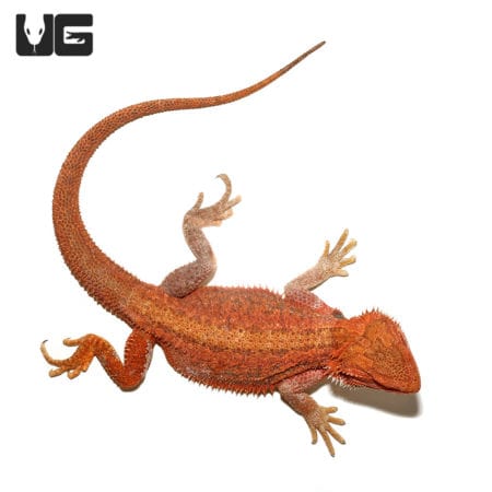 Juvenile Inferno Dunner Blue Bar Bearded Dragon #1 (Pogona vitticeps) for sale - Underground Reptiles