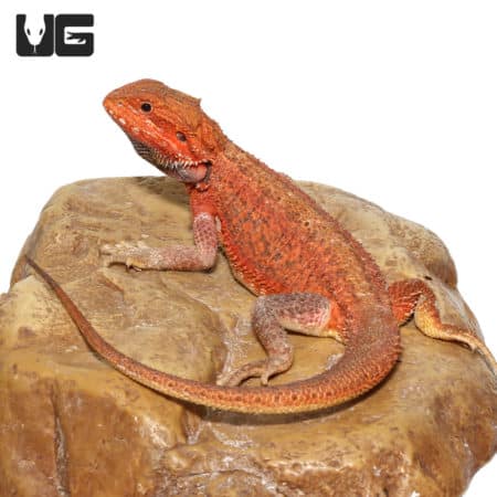 Juvenile Inferno Dunner Blue Bar Bearded Dragon #1 (Pogona vitticeps) for sale - Underground Reptiles